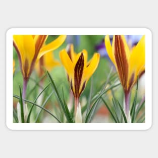 Crocus angustifolius  AGM  Cloth-of-gold crocus Sticker